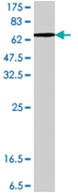 STAT1 (phospho S727), Rabbit anti-Human, Polyclonal Antibody, Abnova 400&mu;L;