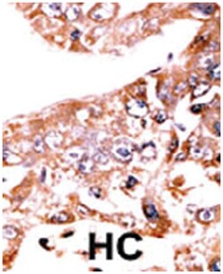 STAT1 (phospho S727), Rabbit anti-Human, Polyclonal Antibody, Abnova 400&mu;L;