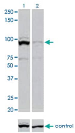 STAT3 (phospho S727), Rabbit anti-Human, Polyclonal Antibody, Abnova 400 &mu;L | Buy Online | Abnova | Fisher Scientific