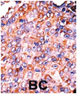 STAT3 (phospho S727), Rabbit anti-Human, Polyclonal Antibody, Abnova 400 &mu;L | Buy Online | Abnova | Fisher Scientific