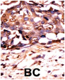 STAT3 (phospho Y705), Rabbit anti-Human, Polyclonal Antibody, Abnova 400&mu;L;