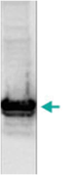 histone H3 (dimethylated lysine 9), Rabbit, Polyclonal Antibody, Abnova 50 &mu;g | Buy Online | Abnova Corporation | Fisher Scientific