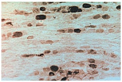 GFRA2 Rabbit anti-Human, Rat, Polyclonal Antibody, Abnova 100&mu;L; Unlabeled:Antibodies,