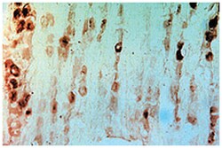 Gfra3 Rabbit anti-Mouse, Rat, Polyclonal Antibody, Abnova 100&mu;L; Unlabeled:Antibodies,