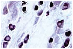 TRPV1 Rabbit anti-Human, Rat, Polyclonal Antibody, Abnova 100&mu;L; Unlabeled:Antibodies,