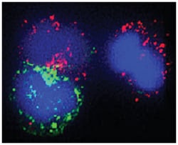 BECN1 Rabbit anti-Human, Polyclonal Antibody, Abnova 100&mu;L; Unlabeled:Antibodies,
