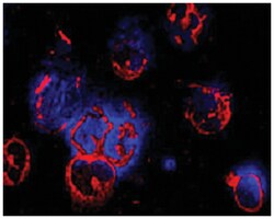 ATG10 Rabbit anti-Human, Polyclonal Antibody, Abnova 100&mu;L; Unlabeled:Antibodies,