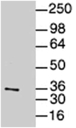 JUN Rabbit anti-Mouse, Polyclonal Antibody, Abnova 200&mu;g; Unlabeled:Antibodies,