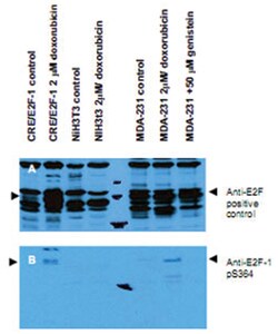 E2F1 (phospho S364), Rabbit, Polyclonal Antibody, Abnova 100&mu;g; Unlabeled:Antibodies,