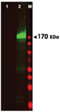 EGFR (phospho Y1197), Rabbit anti-Human, Mouse, Rat, Polyclonal Antibody,