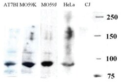 DCLRE1C, Goat, Polyclonal Antibody, Abnova 100&mu;g; Unlabeled:Antibodies,