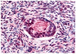 GSK3B (phospho S9), Rabbit, Polyclonal Antibody, Abnova 100&mu;g; Unlabeled:Antibodies,