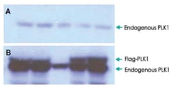 PLK1 (phospho T210), Rabbit, Polyclonal Antibody, Abnova 100&mu;g; Unlabeled:Antibodies,