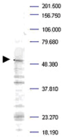 PLK1 (phospho T210), Rabbit, Polyclonal Antibody, Abnova 100&mu;g; Unlabeled:Antibodies,