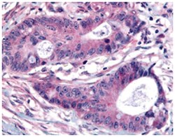 PLK1 (phospho T210), Rabbit, Polyclonal Antibody, Abnova 100&mu;g; Unlabeled:Antibodies,