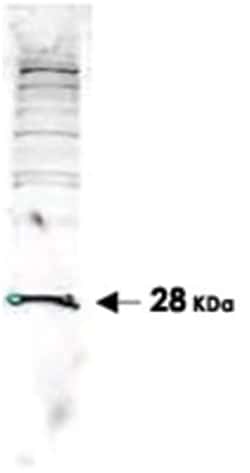 PARK7 Rabbit anti-Chicken, Dog, Frog, Human, Mouse, Rat, Polyclonal Antibody, Abnova 100 &mu;g | Buy Online | Abnova | Fisher Scientific