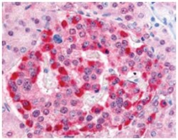 PARK7 Rabbit anti-Chicken, Dog, Frog, Human, Mouse, Rat, Polyclonal Antibody, Abnova 100 &mu;g | Buy Online | Abnova | Fisher Scientific