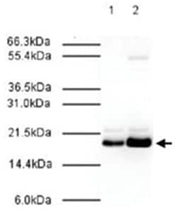 MAD2L2, Rabbit, Polyclonal Antibody, Abnova 100&mu;g; Unlabeled:Antibodies,