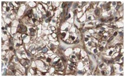 MAD2L2, Rabbit, Polyclonal Antibody, Abnova 100&mu;g; Unlabeled:Antibodies,