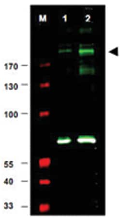 IRS1 (phospho S307), Rabbit, Polyclonal Antibody, Abnova 100&mu;g; Unlabeled:Antibodies,