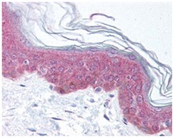 Asap1 (phospho Y782), Rabbit, Polyclonal Antibody, Abnova 100&mu;g; Unlabeled:Antibodies,