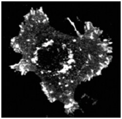 Asap1 (phospho Y782), Rabbit, Polyclonal Antibody, Abnova 100&mu;g; Unlabeled:Antibodies,