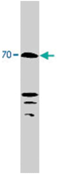Abnova Corporation&nbsp;KCND2 Rabbit anti-Human, Mouse, Rat, Polyclonal Antibody, Abnova&trade;
