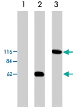 Arhgef2, Sheep, Polyclonal Antibody, Abnova 250&mu;g; Unlabeled:Antibodies,