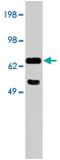 NTN1, Rabbit, Polyclonal Antibody, Abnova 100 &mu;g | Buy Online | Abnova | Fisher Scientific