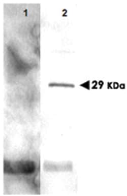 PCNA Rabbit, Polyclonal Antibody, Abnova 100 &mu;g | Buy Online | Abnova Corporation | Fisher Scientific