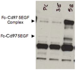 Cd97, Rabbit, Polyclonal Antibody, Abnova 500 &mu;g | Buy Online | Abnova | Fisher Scientific