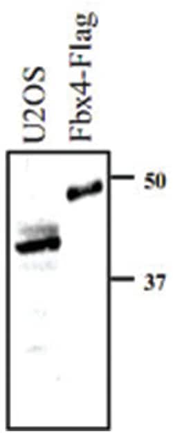 FBX4, Rabbit, Polyclonal Antibody, Abnova 100&mu;L; Unlabeled:Antibodies,