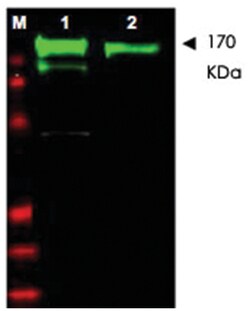 EGFR Rabbit anti-Human, Mouse, Rat, Polyclonal Antibody, Abnova 250 &mu;L | Buy Online | Abnova | Fisher Scientific