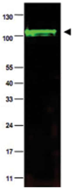 PPP1R13L, Rabbit, Polyclonal Antibody, Abnova 100&mu;g; Unlabeled:Antibodies,