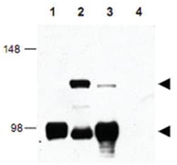 CRTC1, Rabbit, Polyclonal Antibody, Abnova 100 &mu;g | Buy Online | Abnova | Fisher Scientific