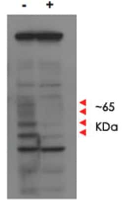 MLF1IP Rabbit anti-Bovine, Chicken, Chimpanzee, Dog, Horse, Human, Mouse,