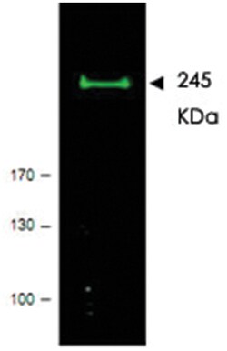 MTOR Rabbit anti-Dog, Human, Mouse, Rat, Polyclonal Antibody, Abnova 100&mu;g;