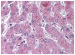 NOTCH2 Rabbit anti-Human, Mouse, Rat, Polyclonal Antibody, Abnova 200&mu;L;