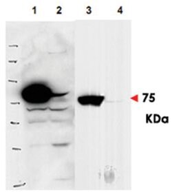 RSL1D1, Rabbit, Polyclonal Antibody, Abnova 100&mu;g; Unlabeled:Antibodies,