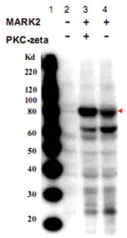 MARK2 (phospho T595), Rabbit, Polyclonal Antibody, Abnova 100 &mu;g | Buy Online | Abnova | Fisher Scientific
