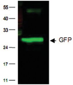 GFP Rabbit anti-Jellyfishes, Polyclonal Antibody, Abnova 100&mu;g; Unlabeled:Antibodies,