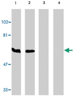 BAG4 Rabbit anti-Human, Mouse, Rat, Polyclonal Antibody, Abnova 100&mu;g;