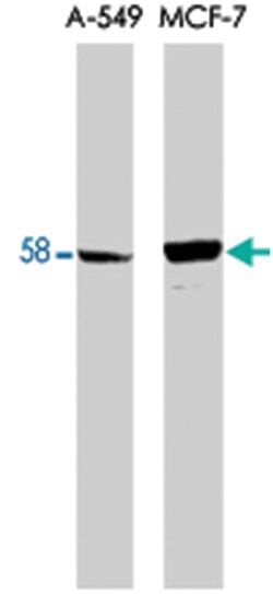 PPP5C Rabbit anti-Human, Polyclonal Antibody, Abnova 100&mu;g; Unlabeled:Antibodies,