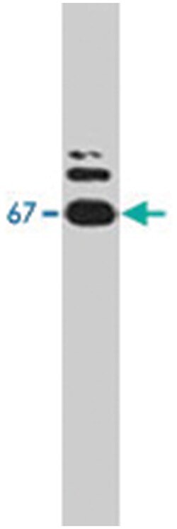 SMSr, Rabbit, Polyclonal Antibody, Abnova 100 &mu;g | Buy Online | Abnova | Fisher Scientific