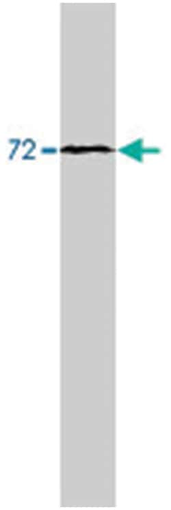 SR-alpha, Sheep, Polyclonal Antibody, Abnova 250 &mu;g | Buy Online | Abnova | Fisher Scientific