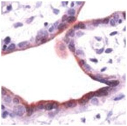 ANXA1 Rabbit anti-Human, Polyclonal Antibody, Abnova 100&mu;L; Unlabeled:Antibodies,