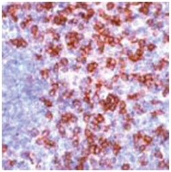 CD8A Rabbit anti-Human, Polyclonal Antibody, Abnova 100 &mu;L | Buy Online | Abnova Corporation | Fisher Scientific