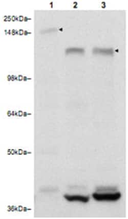 RAB11FIP3 Rabbit anti-Human, Mouse, Rat, Polyclonal Antibody, Abnova 100 &mu;g | Buy Online | Abnova | Fisher Scientific