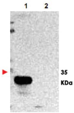 TMBIM1 Rabbit anti-Human, Mouse, Rat, Polyclonal Antibody, Abnova 100 &mu;g | Buy Online | Abnova | Fisher Scientific