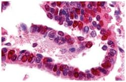 UBA1 Rabbit anti-Dog, Human, Mouse, Rabbit, Rat, Polyclonal Antibody, Abnova